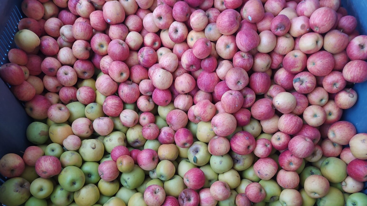 Impulsamos un modelo circular para avanzar hacia un sistema agroalimentario más sostenible, resiliente e innovador.jpeg